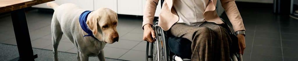 Terapia asistida con animales: beneficios