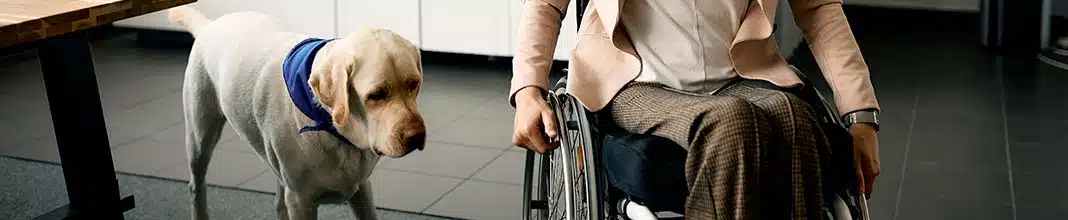 Terapia asistida con animales: beneficios