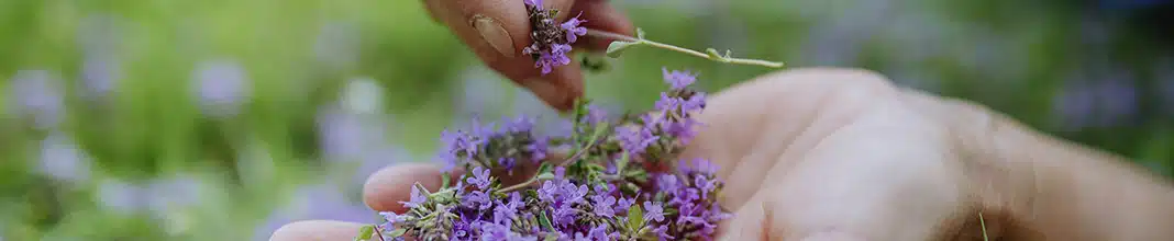 Fitoterapeuta: el perfil de este profesional