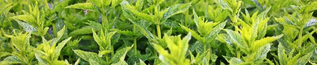 13 trucos para usar correctamente las plantas medicinales