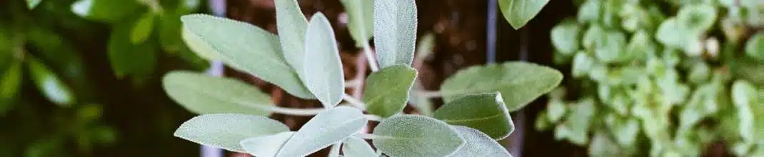 El debate de la homeopatía: a favor o en contra
